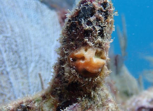 photo of Propagated corals reveal increased resistance to bleaching across the Caribbean during the fatal heat wave of 2023 image