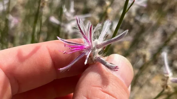 photo of Plant believed extinct for 60 years suddenly reappears image