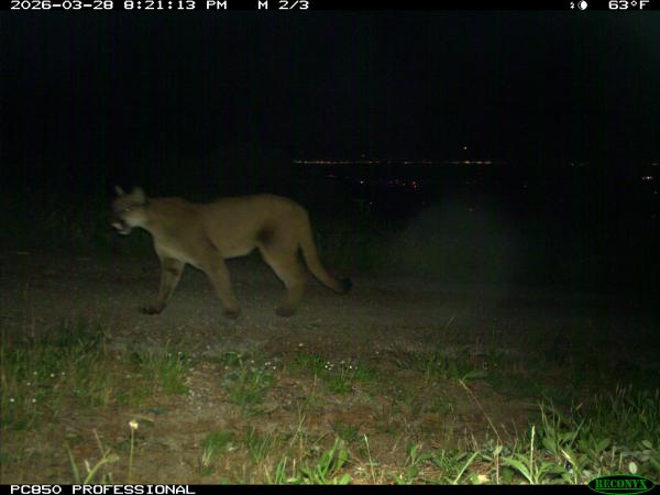 Light pollution reshapes predator-prey&hellip;