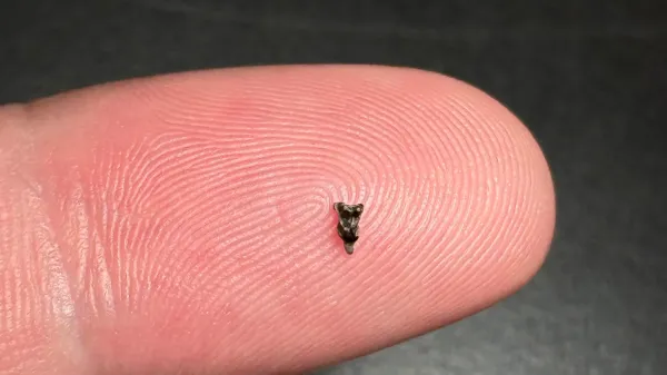 Teeth smaller than a fingertip reveal…