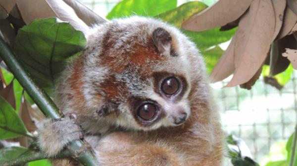 A rare slow loris may have a much larger…