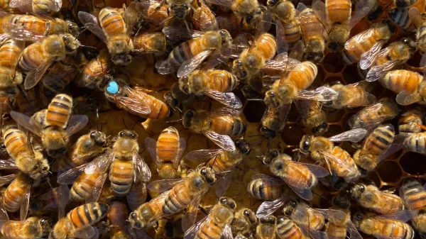 The surprising reason bees replace their…