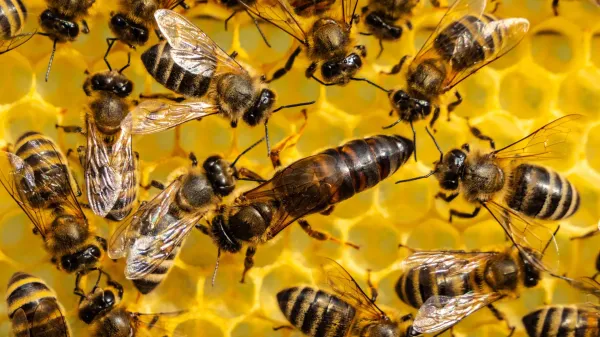 A 60-year-old theory about ants, bees&hellip;