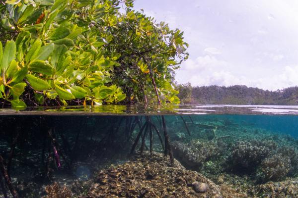 photo of Reversing damage to the world’s mangrove forests image