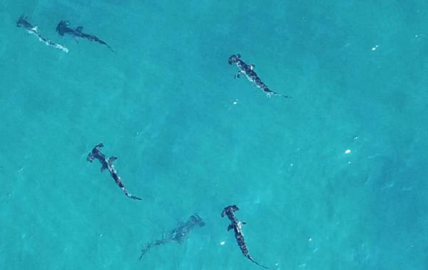 photo of Rare hammerhead sharks found in Australian waters image