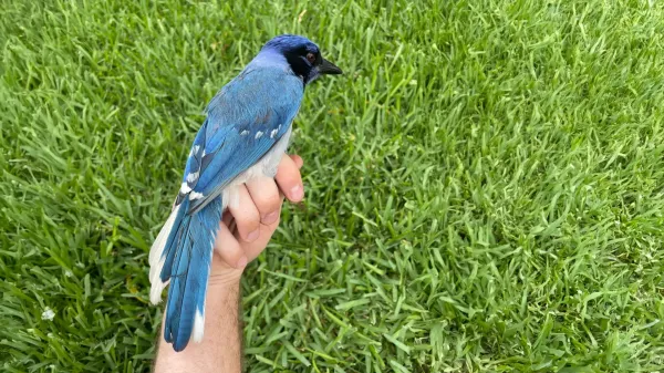 Strange new hybrid bird spotted in Texas…