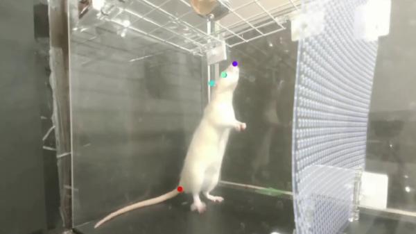 photo of Rats bopping to the beat in video demonstrate innate beat synchronization in animals for the first time image