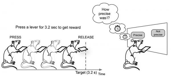 photo of Rats can estimate their timing accuracy image