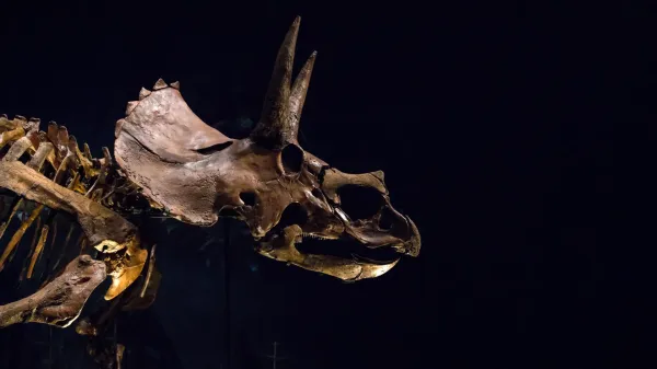 photo of Triceratops had a giant nose that may have cooled its massive head image