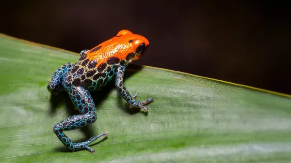 Most of Earth’s species came from…