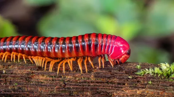 Millipedes beat vertebrates to land by&hellip;