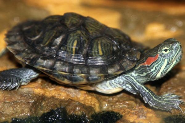 Invasive species have more severe&hellip;