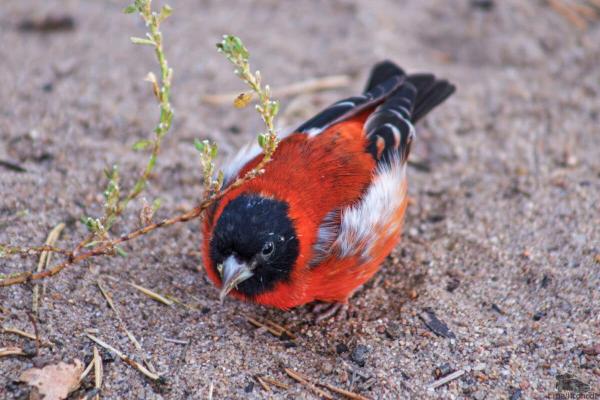 How a rare bird sparked a wildlife&hellip;