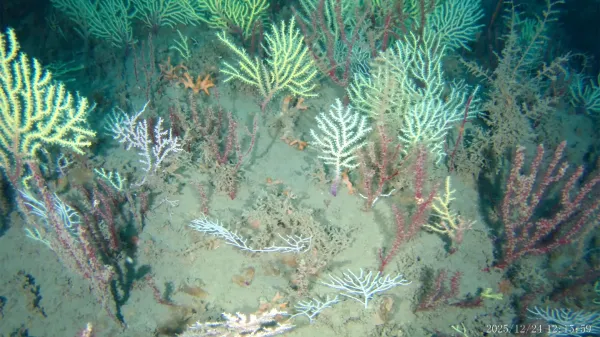 A coral reef thought dead for 60 years&hellip;