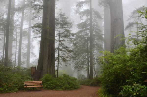photo of The mighty coast redwoods are born to change. But can they evolve fast enough to survive climate warming? image