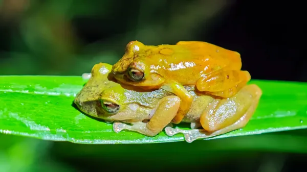 This “new” frog was hiding in plain&hellip;