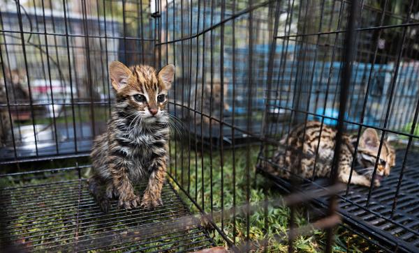 In Thailand, burned sugarcane&hellip;