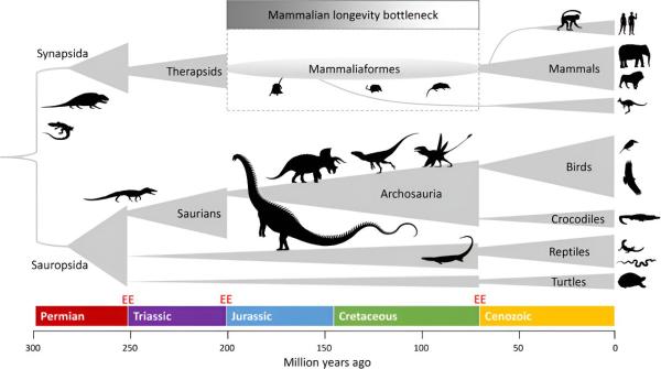 photo of The 'longevity bottleneck' hypothesis: Research suggests that dinosaurs may have influenced how human beings age image