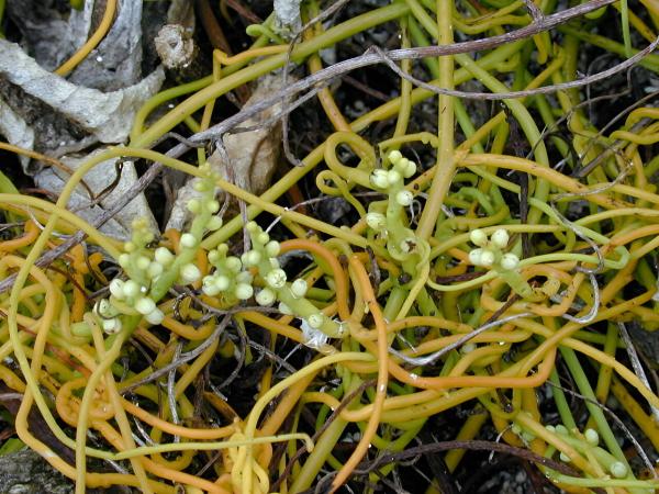 photo of Researchers clarify cryptic differentiation within enigmatic hemiparasitic love vine Cassytha filiformis image