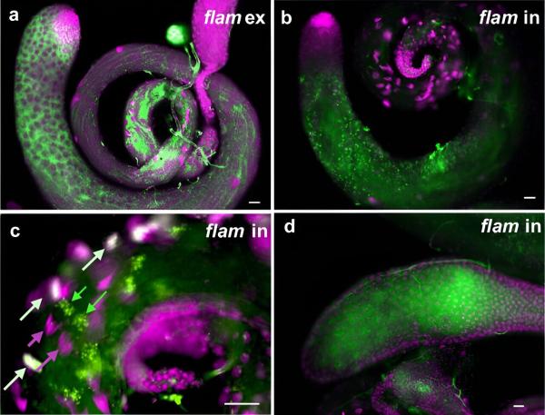 photo of Researchers discover high levels of non-coding RNAs in testes, suggesting new roles in sperm function and evolution image