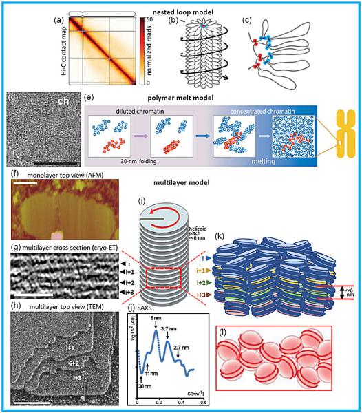 photo of Organization of DNA in chromosomes can be explained by weak interactions between nucleosomes, research suggests image