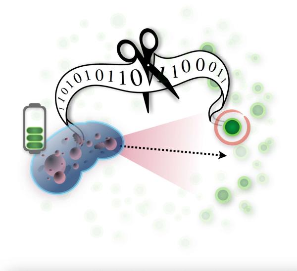 photo of Researchers apply theory of semantic information to realistic model, find point where information matters for survival image
