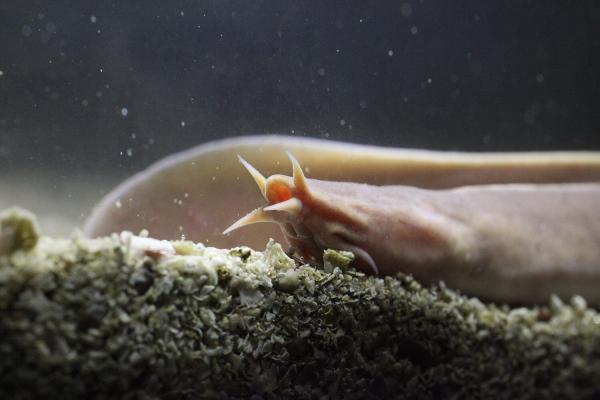 photo of Researchers sequence the first genome of myxini, the only vertebrate lineage that had no reference genome image