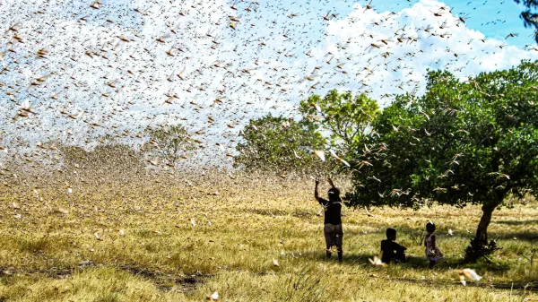 This small soil upgrade cut locust&hellip;