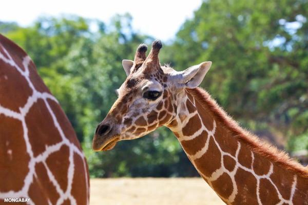How AI helps conservationists better…