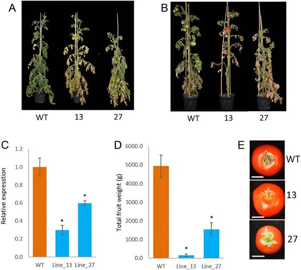photo of Unveiling the role of autophagy in metabolism and growth for tomato fruit development image
