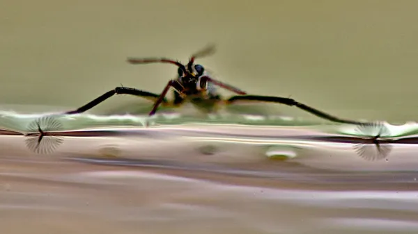 Scientists unlock nature’s secret to…