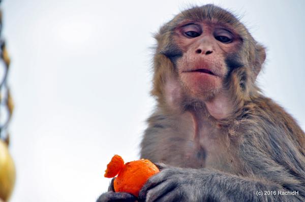 Monkey vs machine: Nepal tests AI to&hellip;