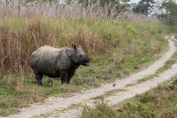 photo of New tool monitors wildlife conservation in low-resource languages image