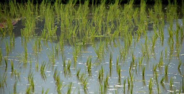 photo of Q&A: Scientists use rice cultivation to preserve soil in Florida's Everglades Agricultural Area image