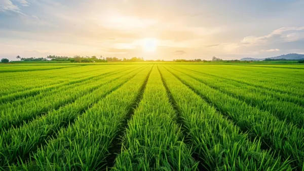 photo of These tiny soil microbes could rescue crops from salty farmland image