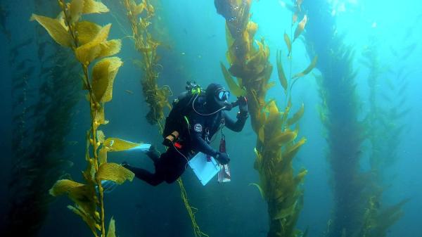 Efforts to save kelp forests from ocean&hellip;