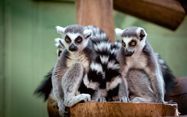 Did two of the lemurs stolen in&hellip;