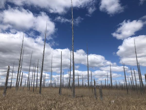 photo of Rising waters, waning forests: Scientists are using tree rings to study how rising sea levels affect coastal forests image