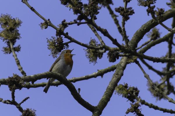 Listening to birdsong in a forest&hellip;