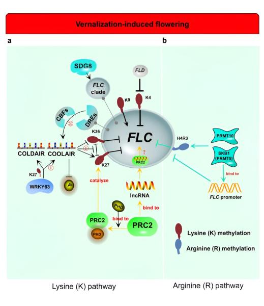 photo of Examining the role of methylation in vernalization and the photoperiod pathway: A potential flowering regulator? image