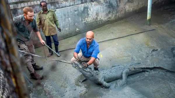 photo of Crocodiles are famous for finding their way home. These ones didn’t image