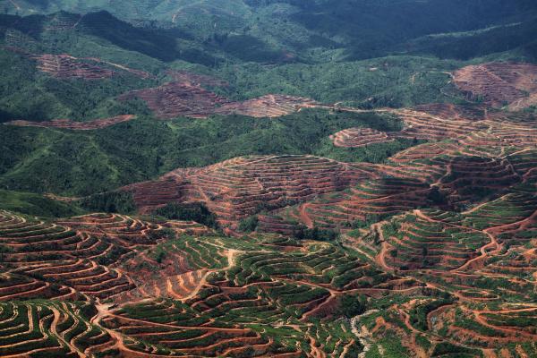 Loopholes undermine palm oil…
