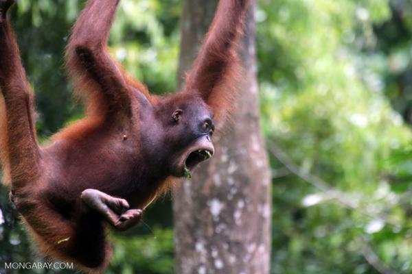 Palm oil clearing advances in Bornean orangutan habitat…