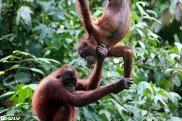 Major orangutan study finds Sumatran&hellip;