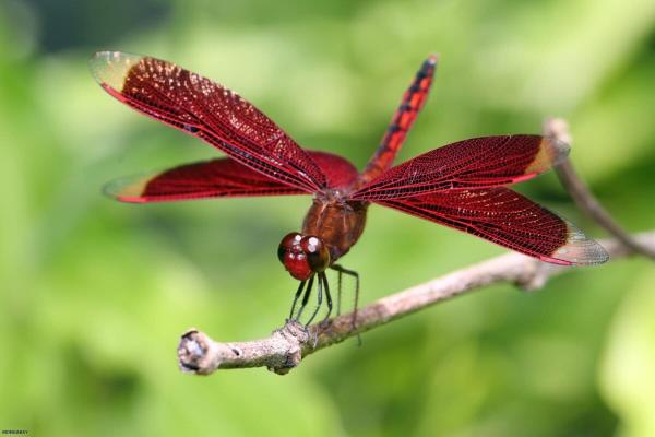 The Great Insect Crisis