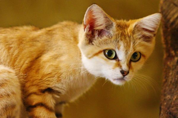 Caught on camera: Sand cats may have a&hellip;