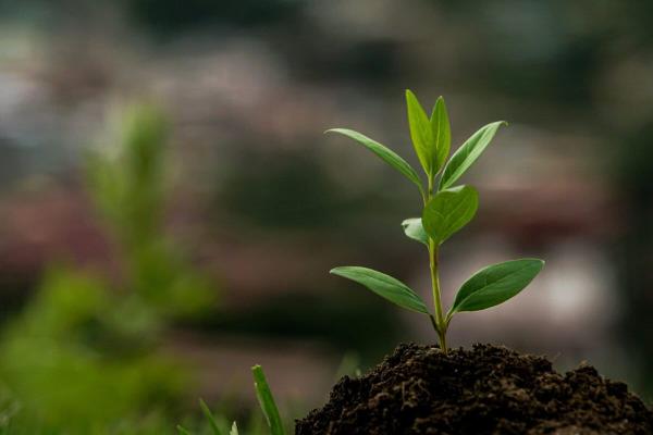 In Thailand, a cheap bottle crate hack gives tree saplings a…