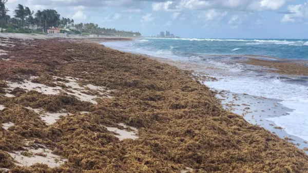 photo of A monster seaweed bloom is taking over the Atlantic image