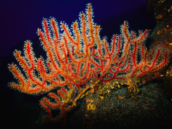 Spain proposes 23 new marine protected&hellip;