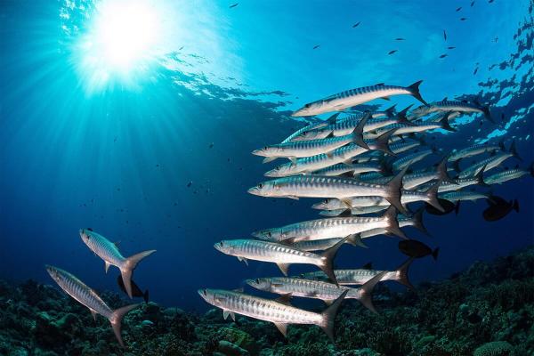 photo of Climate change is driving fish stocks from countries’ waters to the high seas: Study image